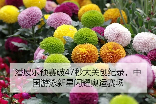 潘展乐预赛破47秒大关创纪录，中国游泳新星闪耀奥运赛场